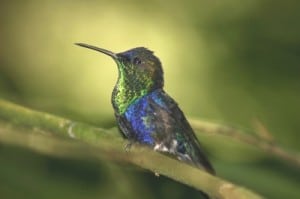 Hummingbird